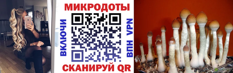 Галлюциногенные грибы Cubensis  Купить  Нестеров 